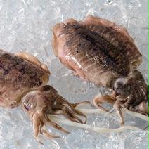 霹靂、一閃、カミナリイカ！旨い(冷凍)1匹 1匹 果物や野菜などのお取り寄せ宅配食材通販産地直送アウル