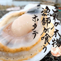 これが本物！漁師が喰うホタテ【１㎏】ヘラ付 １箱1kg(15～１８枚入り) 果物や野菜などのお取り寄せ宅配食材通販産地直送アウル