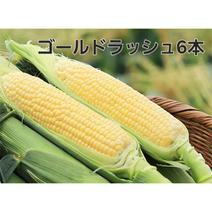 【新鮮朝採り】早朝収穫のゴールドラッシュ6本 6本約2.5キロ 果物や野菜などのお取り寄せ宅配食材通販産地直送アウル