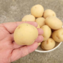 キタアカリの産地直送商品一覧（通販・お取り寄せ）-産直アウル