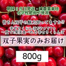 朝採り当日発送☆幸せさくらんぼが一度で2果実楽しめる【幸せ双子果さくらんぼ】双子果のみ800g 双子果のみ800g 果物や野菜などのお取り寄せ宅配食材通販産地直送アウル