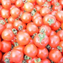 朝採りミニトマト　2kg【北海道産】 2kg 果物や野菜などのお取り寄せ宅配食材通販産地直送アウル