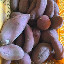 【SSサイズ】無農薬さつまいも（シルクスイート）3kg 3kg 果物や野菜などのお取り寄せ宅配食材通販産地直送アウル