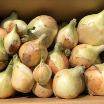 訳あり　数量限定淡路島産極早生玉ねぎ 5kg 果物や野菜などのお取り寄せ宅配食材通販産地直送アウル