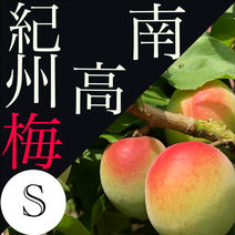 【S】南高梅　青梅 3㎏ 果物や野菜などのお取り寄せ宅配食材通販産地直送アウル