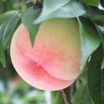 信州小布施 桃「あかつき」 家庭用5キロ 信州小布施 桃「あかつき」 家庭用5キロ 果物や野菜などのお取り寄せ宅配食材通販産地直送アウル