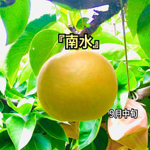 梨　南水　良品　約10kg(24個〜28個) 1箱　約10kg (24個〜28個) 果物や野菜などのお取り寄せ宅配食材通販産地直送アウル