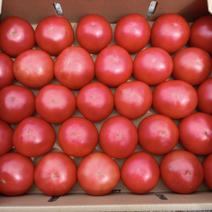 濃厚トマト セレブスイート 3kg 有機栽培 3kg 果物や野菜などのお取り寄せ宅配食材通販産地直送アウル