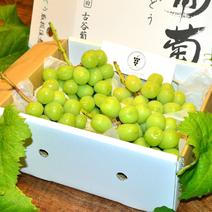 🍇お中元ギフト🍇【8月中旬予約】やみつきリピーター続出☆五感を震わす樹熟シャインマスカット『フルーツ王国山梨の大自然×半世紀培った匠の技』が織りなす逸品お得な大容量約2kg【アウルの日】 樹熟シャインマスカットお得な大容量約2kg 果物や野菜などのお取り寄せ宅配食材通販産地直送アウル