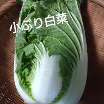 【ｸｰﾙ80ｻｲｽﾞ】おまかせ冬の野菜達 5kg以内入るだけ 果物や野菜などのお取り寄せ宅配食材通販産地直送アウル