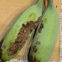 加工用カットバナナ 4kg 果物や野菜などのお取り寄せ宅配食材通販産地直送アウル