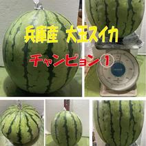 兵庫産　チャンピョン大玉スイカ ８２００ｇ 果物や野菜などのお取り寄せ宅配食材通販産地直送アウル