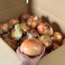 自然栽培　特大玉ねぎ4.5ｋｇ 玉ねぎ4.5ｋｇ 果物や野菜などのお取り寄せ宅配食材通販産地直送アウル