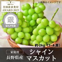 【銀賞】シャインマスカット2kg（3～4房・家庭用）／本気農場いけだ 約2kg（3～4房） 果物や野菜などのお取り寄せ宅配食材通販産地直送アウル