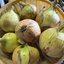 【訳あり大特価】玉ねぎ（慶）20kg 傷有り・分球有 玉ねぎ20kg 果物や野菜などのお取り寄せ宅配食材通販産地直送アウル