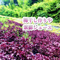 【7月予約販売】3kg✨農薬不使用の赤紫蘇！3キロ以上入るだけお包みします！【数量限定】自然栽培のおいしい紫蘇！ 全量3キロ 果物や野菜などのお取り寄せ宅配食材通販産地直送アウル