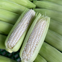 訳あり　ホワイトコーン1.5キロ　約5-7本 1.5kg 5-7本 果物や野菜などのお取り寄せ宅配食材通販産地直送アウル