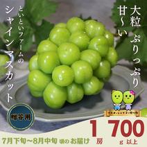 贈答1房700ｇ 1房700ｇ 果物や野菜などのお取り寄せ宅配食材通販産地直送アウル