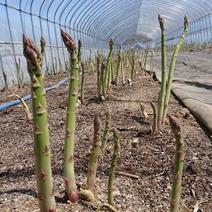 北海道蘭越アスパラガスL Lサイズ1キロ 果物や野菜などのお取り寄せ宅配食材通販産地直送アウル