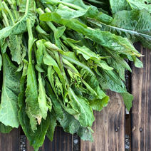 (100サイズ)ほろ苦い春限定の味 [信州産] 野沢菜の菜花を箱いっぱい！ 100サイズ箱にいっぱい！(5.5～6kg) 果物や野菜などのお取り寄せ宅配食材通販産地直送アウル