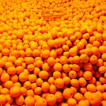【因島ブランド（大）】しまの紅八朔（べにはっさく） 約10キロ 果物や野菜などのお取り寄せ宅配食材通販産地直送アウル