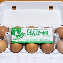 ほんまの「初卵」40個(Sサイズ卵) 40個(4パック) 果物や野菜などのお取り寄せ宅配食材通販産地直送アウル