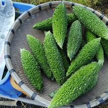 みずみずしいゴーヤです 10本 果物や野菜などのお取り寄せ宅配食材通販産地直送アウル