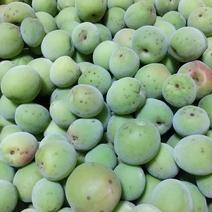 南高青梅／箱込み10kg 10kg  果物や野菜などのお取り寄せ宅配食材通販産地直送アウル