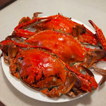 日間賀島産　~ワタリガニ~雄【下処理して茹でて発送】BBQで病みつき！ ワタリガニ2キロ 果物や野菜などのお取り寄せ宅配食材通販産地直送アウル