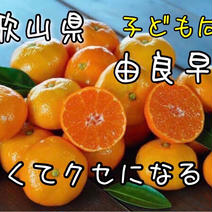 由良早生みかん1k 1k 果物や野菜などのお取り寄せ宅配食材通販産地直送アウル