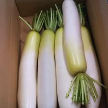 青首大根 B品 4本 4本 果物や野菜などのお取り寄せ宅配食材通販産地直送アウル