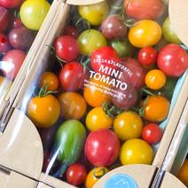美農然カラフルトマト　2kg カラフルトマト2kg 果物や野菜などのお取り寄せ宅配食材通販産地直送アウル