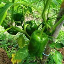 無農薬ピーマン 40個前後 果物や野菜などのお取り寄せ宅配食材通販産地直送アウル