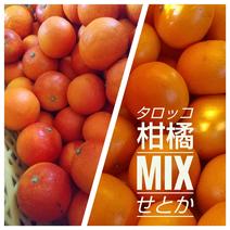 よくばり柑橘ＭＩＸ　せとか＆ブラッドオレンジ（タロッコ） 5㎏（各2.5ｋｇ） 果物や野菜などのお取り寄せ宅配食材通販産地直送アウル