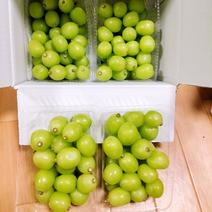 【山梨県産】シャインマスカット粒【2kg】 2kg 果物や野菜などのお取り寄せ宅配食材通販産地直送アウル