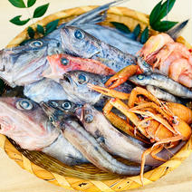 【9月予約先行】欲張って2袋！魚ガチャ！何が入っているかわからない【おかず】 おかず2 果物や野菜などのお取り寄せ宅配食材通販産地直送アウル