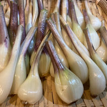 数量限定！ 熊本県産らっきょう(お漬物に)農薬・肥料不使用350g 350g 果物や野菜などのお取り寄せ宅配食材通販産地直送アウル