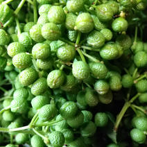 冷凍・朝倉山椒🌿 1キロ 果物や野菜などのお取り寄せ宅配食材通販産地直送アウル