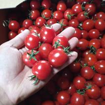 甘っこミニトマト3kg 3kg 果物や野菜などのお取り寄せ宅配食材通販産地直送アウル