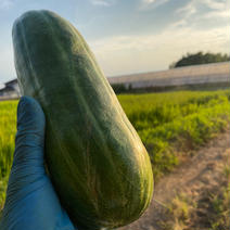専用 購入  はぐらうり 20kg 果物や野菜などのお取り寄せ宅配食材通販産地直送アウル