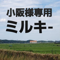 ミルキークィーン精白米 5キロ 果物や野菜などのお取り寄せ宅配食材通販産地直送アウル