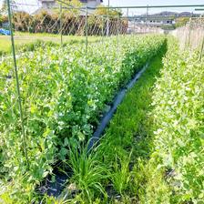 常温便 実えんどう豆 うすいエンドウ豆 ア 野菜 豆類 Owl アウル 農家から直接野菜などの食材を購入できる産地直送の宅配通販サイト