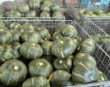 栗かぼちゃぜっさん販売中👍