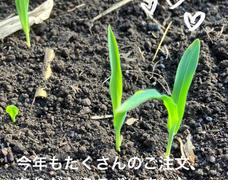 今年もたくさんのご注文ありがとうございました🌽✨