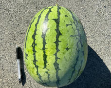 スイカ収穫開始1週間前です🍉