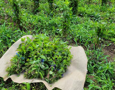 天と共に、心を込めて…　天供茶（あまちゃ）作業