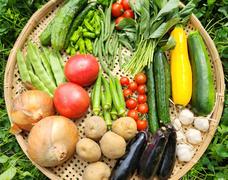 夏野菜セット販売中です！！