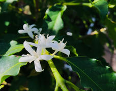 コーヒーの花🌸が咲きました♬