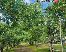 園地見回り　きおうりんご予約販売開始。りんごジュースまもなく売り切れに