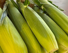 🌽✨驚異の糖度22.2度✨🌽五味農園の極甘とうもろこし🌽